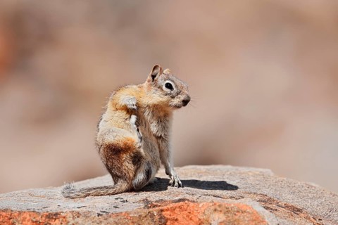 Golden mantle gopher (Callospermophilus lateralis, Spermophilus lateralis) sitting on a rock, Banff