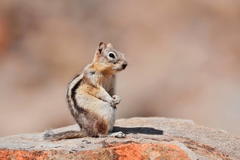 Golden mantle gopher (Callospermophilus lateralis, Spermophilus lateralis) sitting on a rock, Banff