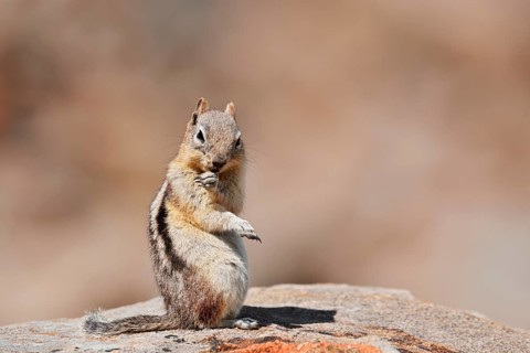 Golden mantle gopher (Callospermophilus lateralis, Spermophilus lateralis) sitting on a rock, Banff