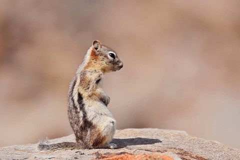 Golden mantle gopher (Callospermophilus lateralis, Spermophilus lateralis) sitting on a rock, Banff