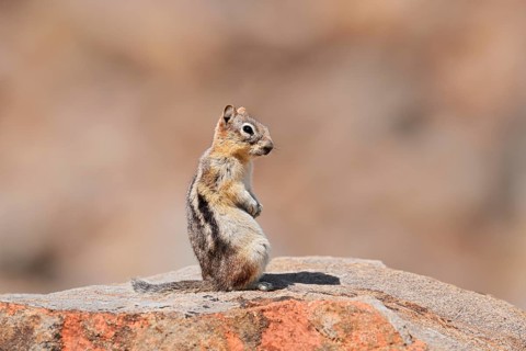 Golden mantle gopher (Callospermophilus lateralis, Spermophilus lateralis) sitting on a rock, Banff