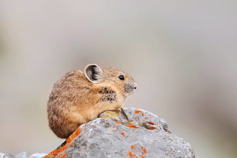 American pika (Ochotona princeps) sitting on a rock, Jasper National Park, Alberta, Canada