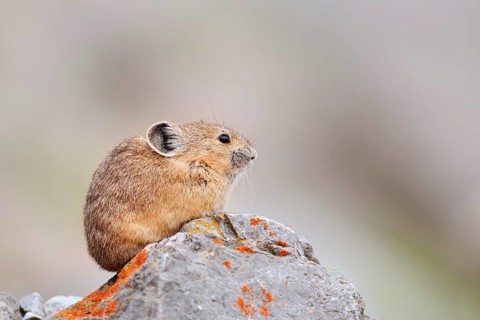 American pika (Ochotona princeps) sitting on a rock, Jasper National Park, Alberta, Canada