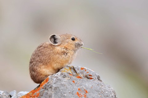 American pika (Ochotona princeps) sitting on a rock and eating, Jasper National Park, Alberta,