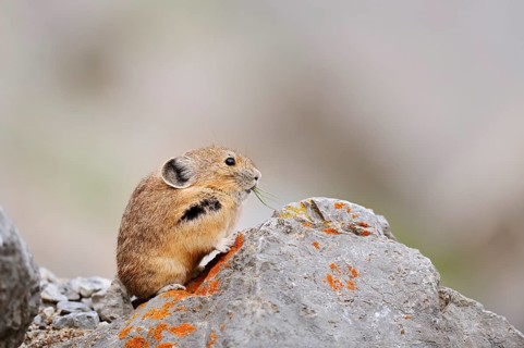 American pika (Ochotona princeps) sitting on a rock and eating, Jasper National Park, Alberta,