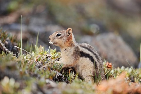 Golden mantle gopher (Callospermophilus lateralis, Spermophilus lateralis), Banff National Park,