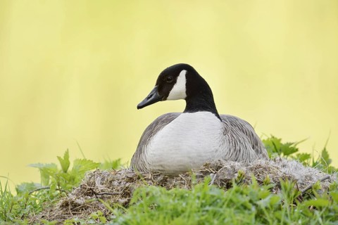 Canada goose (Branta canadensis) sitting brooding on the nest, North Rhine-Westphalia, Germany