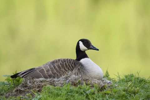 Canada goose (Branta canadensis) sitting brooding on the nest, North Rhine-Westphalia, Germany