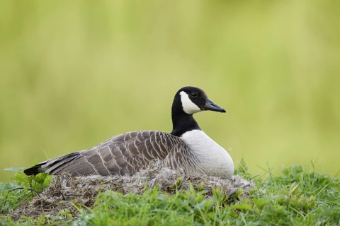Canada goose (Branta canadensis) sitting brooding on the nest, North Rhine-Westphalia, Germany