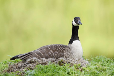 Canada goose (Branta canadensis) sitting brooding on the nest, North Rhine-Westphalia, Germany