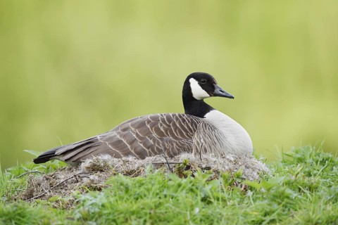 Canada goose (Branta canadensis) sitting brooding on the nest, North Rhine-Westphalia, Germany