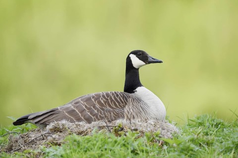 Canada goose (Branta canadensis) sitting brooding on the nest, North Rhine-Westphalia, Germany