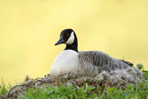 Canada goose (Branta canadensis) sitting brooding on the nest, North Rhine-Westphalia, Germany