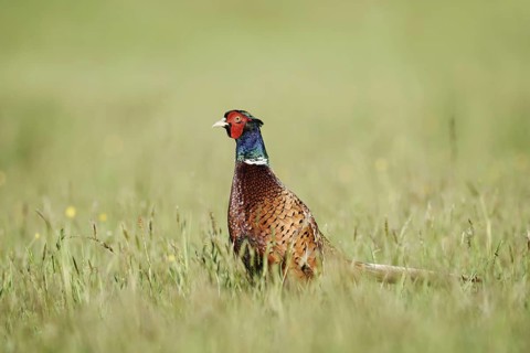 Hunting pheasant (Phasianus colchicus), cock standing in a meadow, North Rhine-Westphalia, Germany