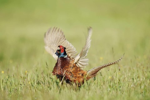 Hunting pheasant (Phasianus colchicus), cock mating in a meadow, North Rhine-Westphalia, Germany