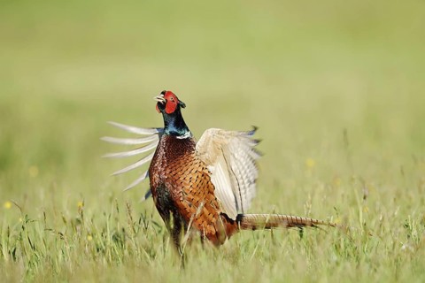 Hunting pheasant (Phasianus colchicus), cock mating in a meadow, North Rhine-Westphalia, Germany