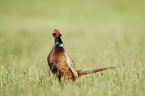 Hunting pheasant (Phasianus colchicus), cock stands calling in a meadow, North Rhine-Westphalia,