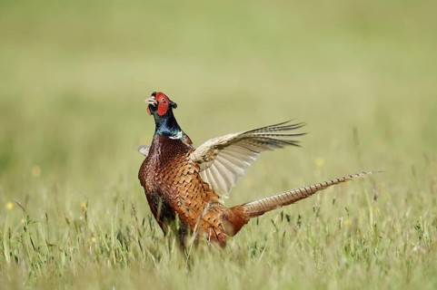 Hunting pheasant (Phasianus colchicus), cock mating in a meadow, North Rhine-Westphalia, Germany