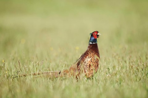 Hunting pheasant (Phasianus colchicus), cock standing in a meadow, North Rhine-Westphalia, Germany