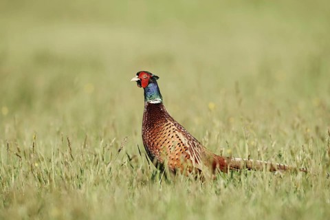 Hunting pheasant (Phasianus colchicus), cock standing in a meadow, North Rhine-Westphalia, Germany