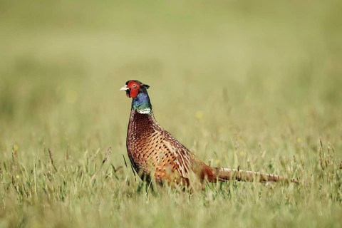 Hunting pheasant (Phasianus colchicus), cock standing in a meadow, North Rhine-Westphalia, Germany