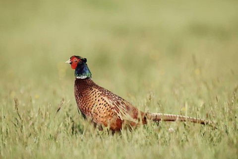 Hunting pheasant (Phasianus colchicus), cock standing in a meadow, North Rhine-Westphalia, Germany