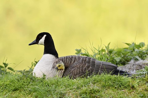 Canada goose (Branta canadensis) with chicks, North Rhine-Westphalia, Germany