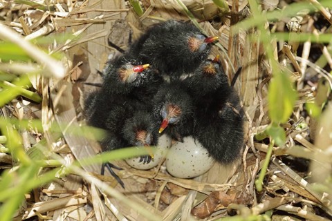 Moorhen (Gallinula chloropus), chicks and eggs in the nest, North Rhine-Westphalia, Germany