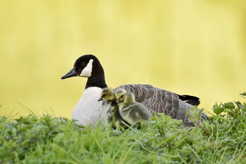 Canada goose (Branta canadensis) with chicks, North Rhine-Westphalia, Germany