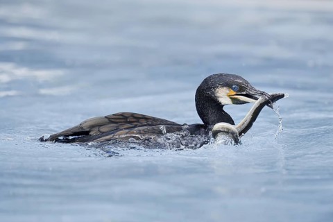 Cormorant (Phalacrocorax carbo) with captured eel (Anguilla anguilla), Netherlands