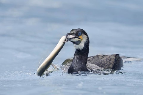 Cormorant (Phalacrocorax carbo) with captured eel (Anguilla anguilla), Netherlands