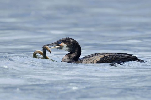 Cormorant (Phalacrocorax carbo) with captured eel (Anguilla anguilla), Netherlands