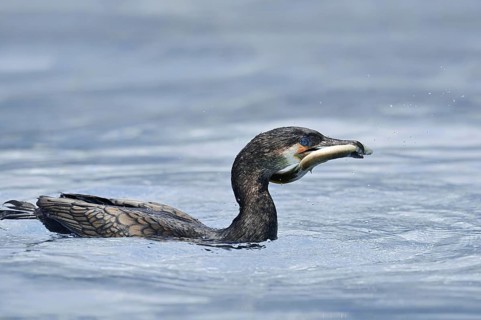 Cormorant (Phalacrocorax carbo) with captured eel (Anguilla anguilla), Netherlands