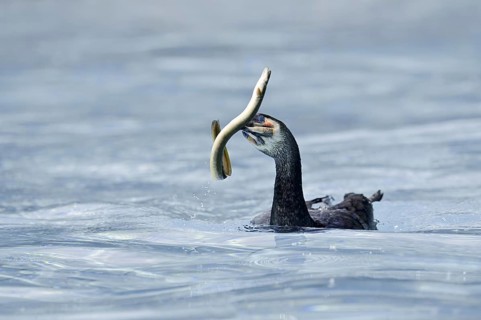 Cormorant (Phalacrocorax carbo) with captured eel (Anguilla anguilla), Netherlands