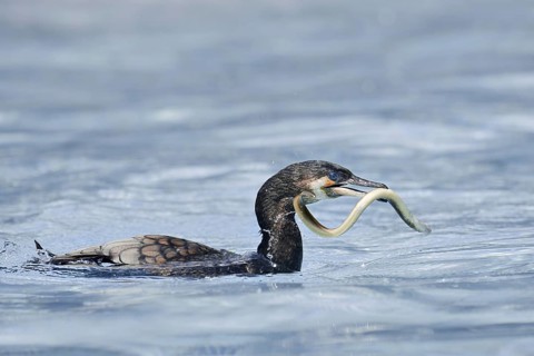 Cormorant (Phalacrocorax carbo) with captured eel (Anguilla anguilla), Netherlands