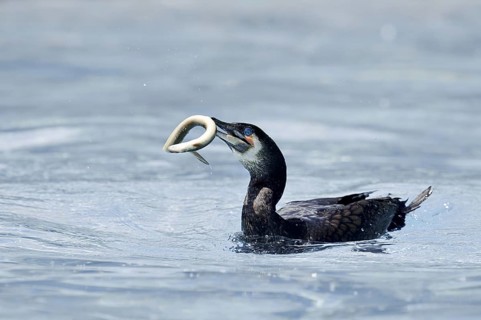 Cormorant (Phalacrocorax carbo) with captured eel (Anguilla anguilla), Netherlands