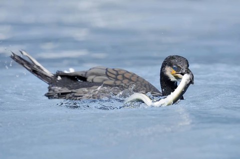 Cormorant (Phalacrocorax carbo) with captured eel (Anguilla anguilla), Netherlands