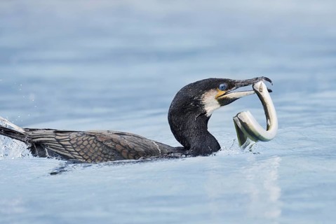 Cormorant (Phalacrocorax carbo) with captured eel (Anguilla anguilla), Netherlands