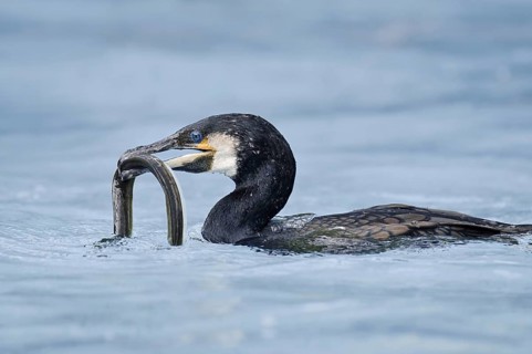 Cormorant (Phalacrocorax carbo) with captured eel (Anguilla anguilla), Netherlands