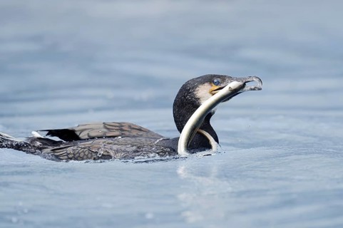 Cormorant (Phalacrocorax carbo) with captured eel (Anguilla anguilla), Netherlands