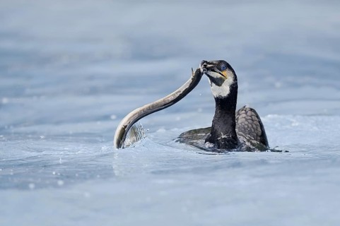 Cormorant (Phalacrocorax carbo) with captured eel (Anguilla anguilla), Netherlands