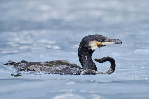 Cormorant (Phalacrocorax carbo) with captured eel (Anguilla anguilla), Netherlands