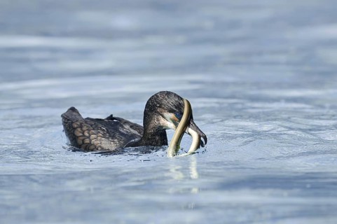 Cormorant (Phalacrocorax carbo) with captured eel (Anguilla anguilla), Netherlands