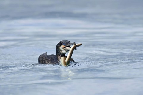 Cormorant (Phalacrocorax carbo) with captured eel (Anguilla anguilla), Netherlands
