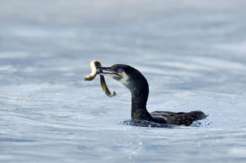 Cormorant (Phalacrocorax carbo) with captured eel (Anguilla anguilla), Netherlands