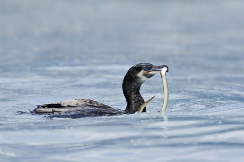 Cormorant (Phalacrocorax carbo) with captured eel (Anguilla anguilla), Netherlands