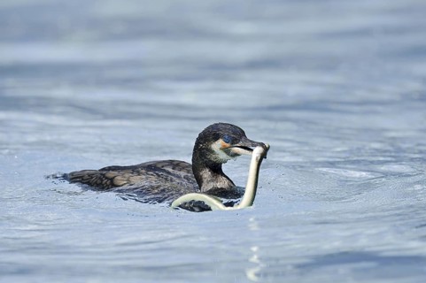 Cormorant (Phalacrocorax carbo) with captured eel (Anguilla anguilla), Netherlands