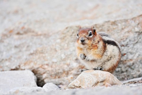 Golden mantle gopher (Callospermophilus lateralis, Spermophilus lateralis), Jasper National Park,
