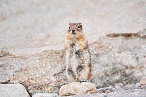 Golden mantle gopher (Callospermophilus lateralis, Spermophilus lateralis) standing upright on a