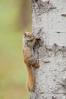 American red squirrel (Tamiasciurus hudsonicus) on a tree trunk, Jasper National Park, Alberta,
